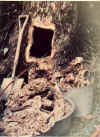松の立木に造られたイエロシロアリの本巣